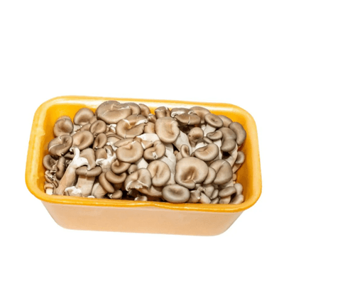 COGUMELO NAT SHIMEJI HOCHIBRA 200G -BJ GOLDEN