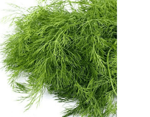 ANETO ORGANICO DO CHICO 28 GRAMAS MOLHO