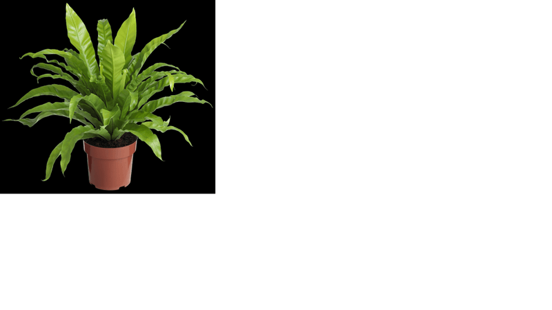 MUDA-ASPLENIUM-VARIADO-P14-UN