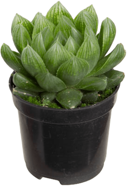 FLOR NAT SUCULENTA MINI P06 1UN
