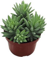 Planta-Suculentas-P09-Quadrada