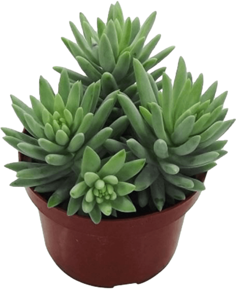 Planta-Suculentas-P09-Quadrada