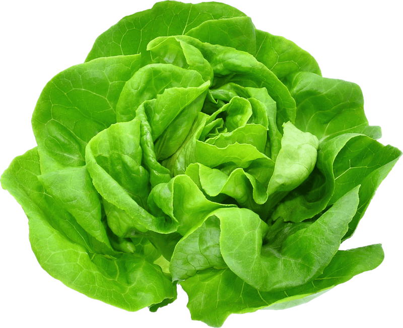 ALFACE-HORTIFOLHAS-LISA-UN