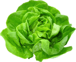 ALFACE-HORTIFOLHAS-LISA-UN