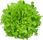 Alface-Hidroponica-Mimosa-Todo-Verde-Unidade