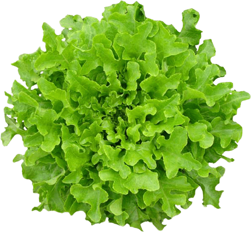 Alface-Hidroponica-Mimosa-Todo-Verde-Unidade