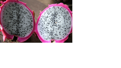 PITAYA PROC PRATICO 180G-PT