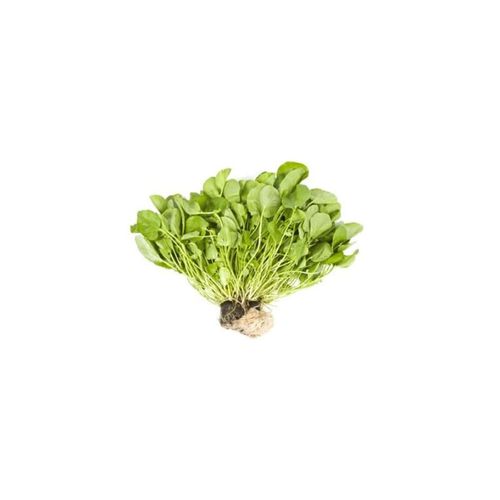 Agrião Hidropônico Hidro Sabor Unidade