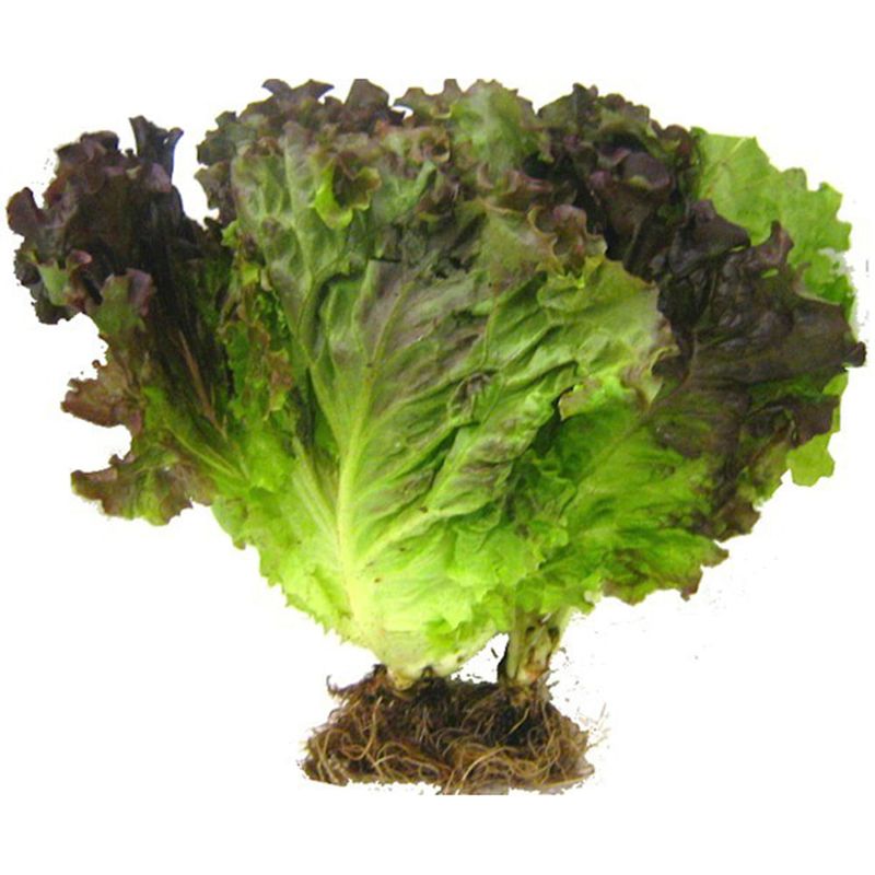 Alface-Hidroponica-Roxa-Todo-Verde-Unidade