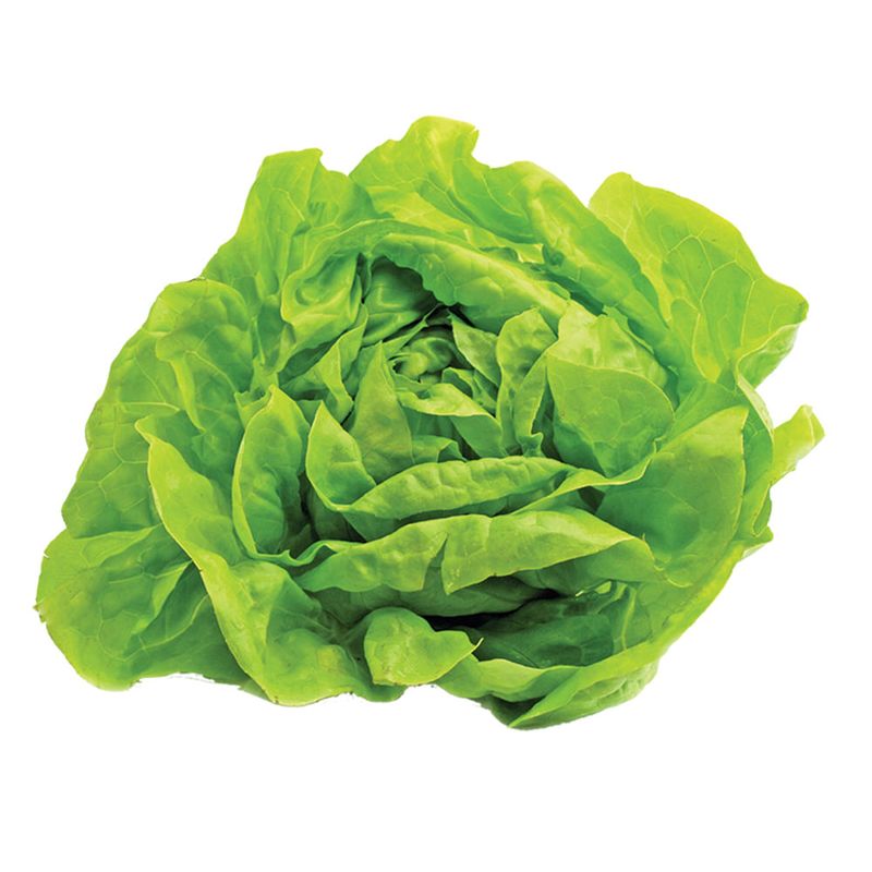 Alface-Hidroponica-Lisa-Todo-Verde-Unidade