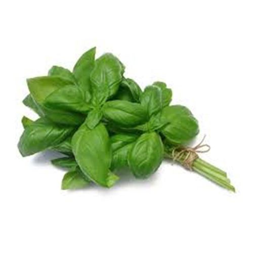 Manjericão Irmãos Viera Molho