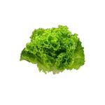 ALFACE-CRESPA-HORTIFOLHAS-UN