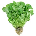 Agriao-Hidroponico-Todo-Verde-Unidade