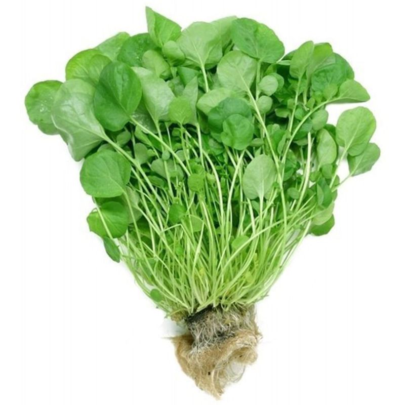 Agriao-Hidroponico-Todo-Verde-Unidade