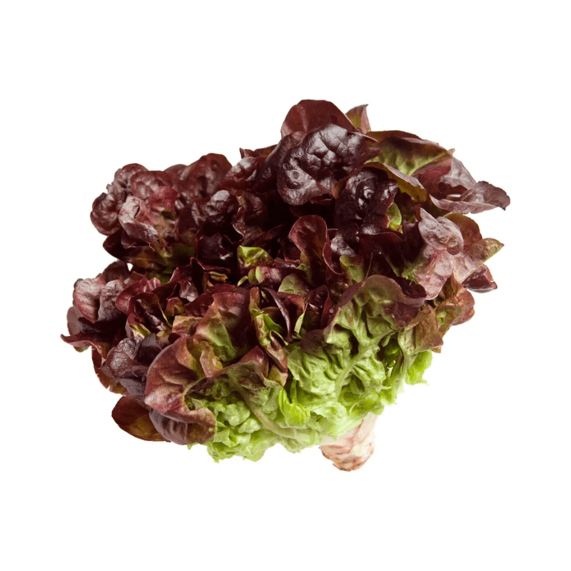 Alface-Roxa-Hortifolhas-Unidade