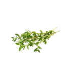Tomilho-Organico-Fito-Artes-Unidade