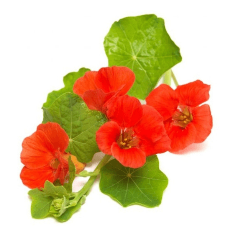 Flor-Organica-Capuchinha-Dei-Falci-Bandeja