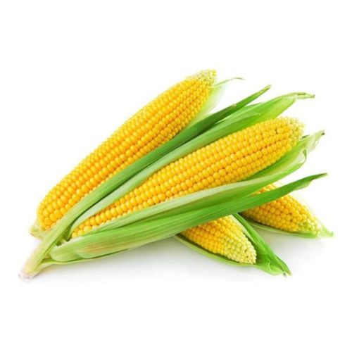 Milho Verde Espiga Unidade