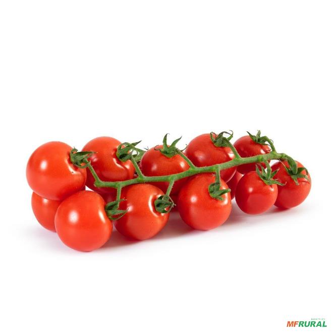 398458-424241-2234779-tomate-em-rama-cacho-holandes-saladete-cocktail-gourmet-para-comprar-1-