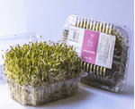 BROT-ALFAFA-B-BROTO-100G
