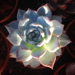 FLOR-NAT-ECHEVERIA-COLOU