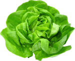 ALFACE-HORTIFOLHAS-LISA-UN