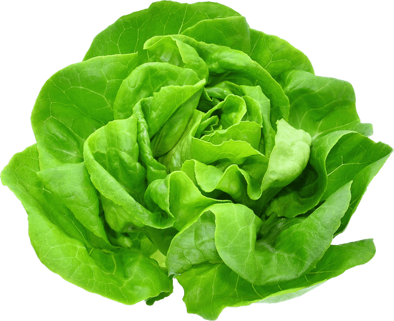 ALFACE-HORTIFOLHAS-LISA-UN