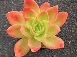 FLOR NAT ECHEVERIA PLUS