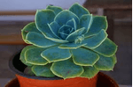 FLOR-NAT-ECHEVERIA-PREM