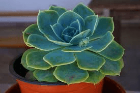 FLOR NAT ECHEVERIA PREM