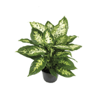 FLOR-NAT-VASO-DEC-DIEFFENBACHIA-1UN