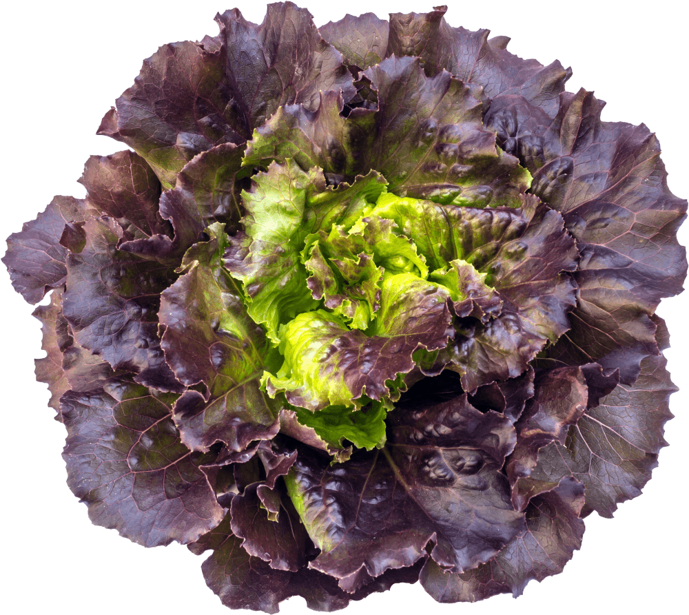 Alface Roxa AMJ Unidade