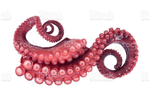 Tentaculo-Polvo-Supernosso-Congelado-270g