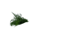 FUNCHO-ORGANICO-DO-CHICO--28-GRAMAS